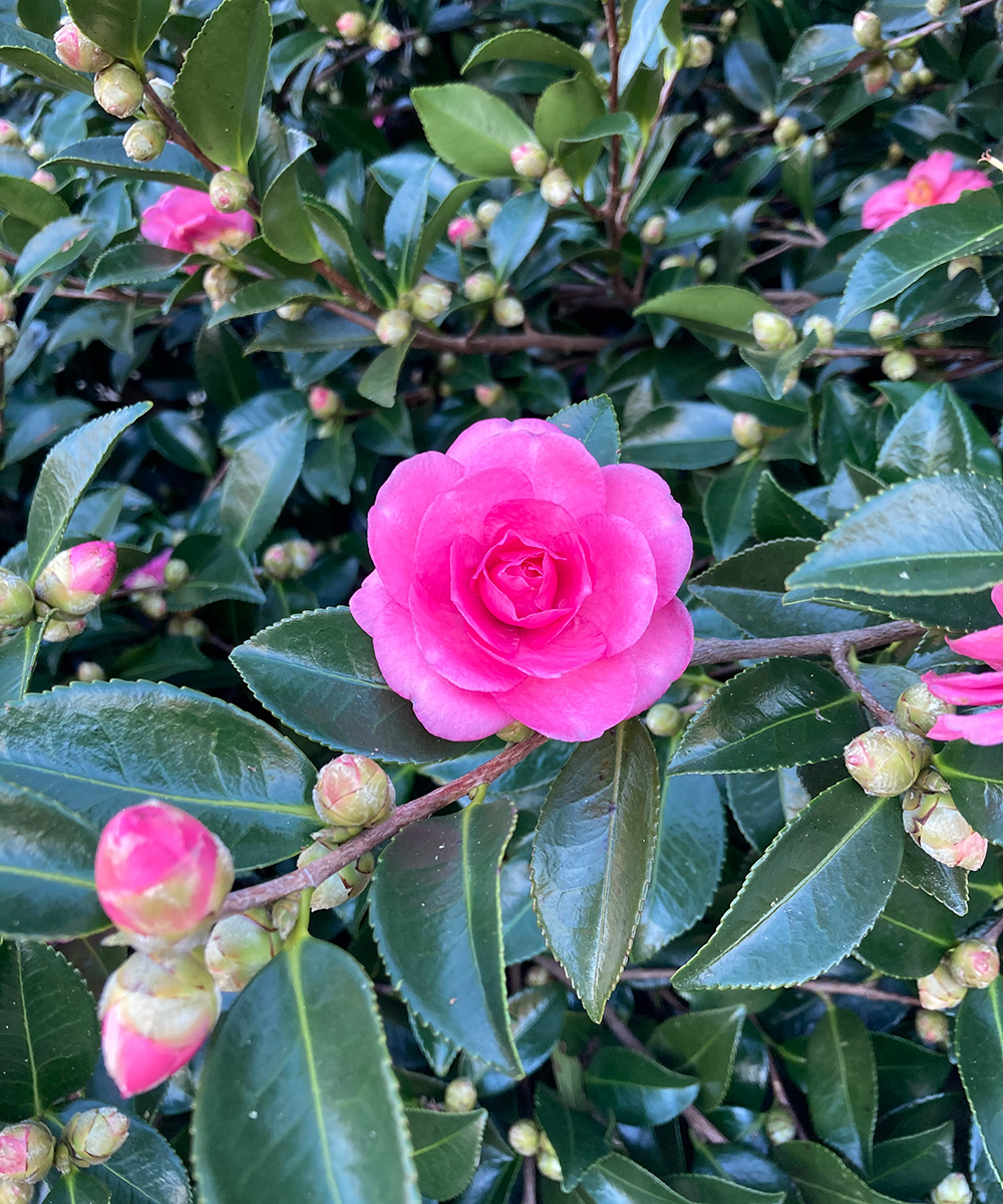 Camelia Sasanqua 2