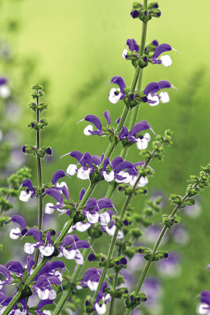 Salvia 2