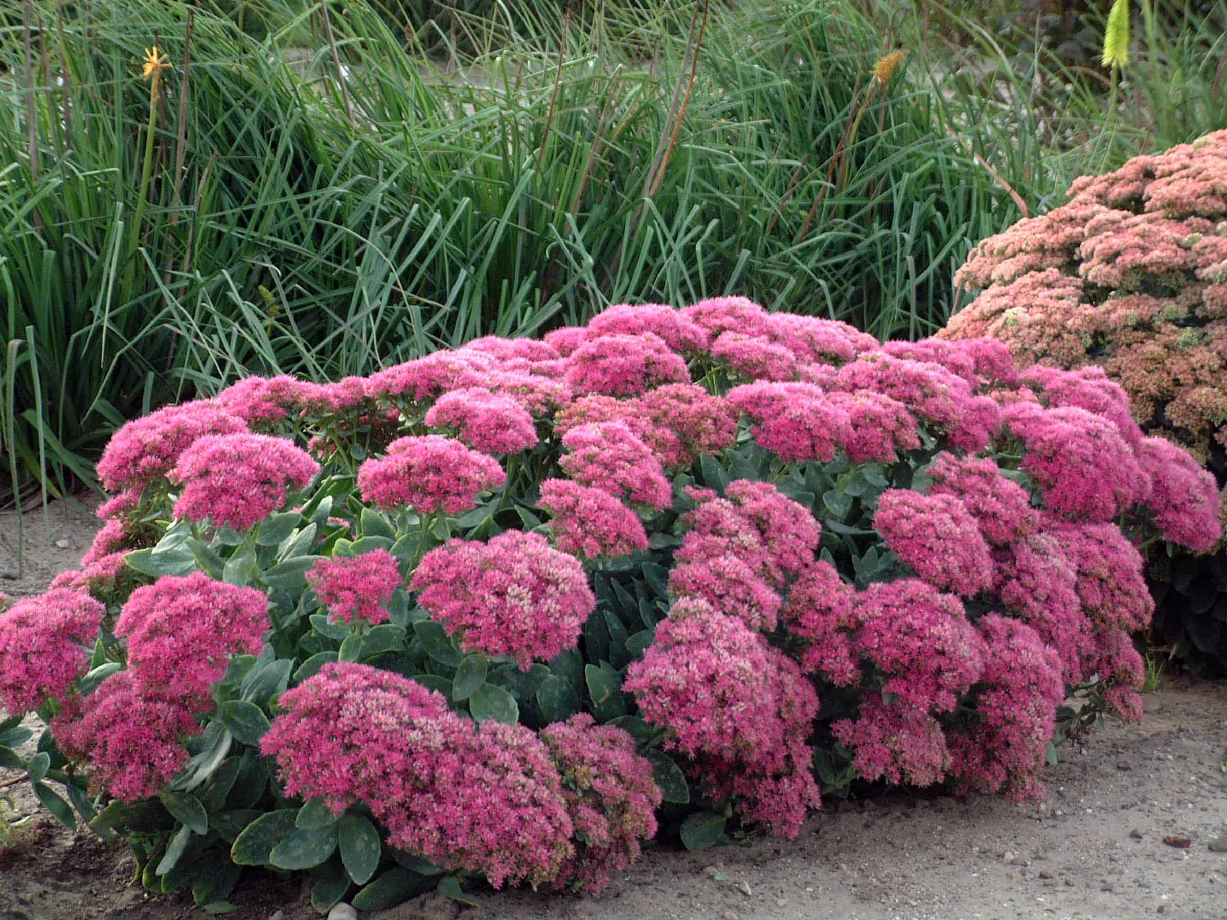 Sedum 1