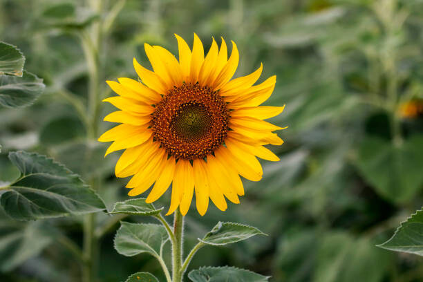 Girasol 1
