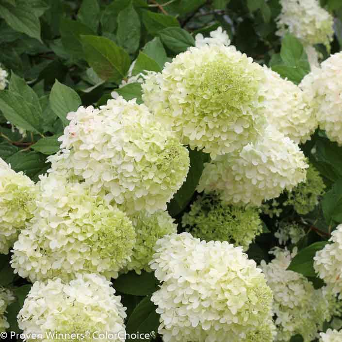 Hortensia 1