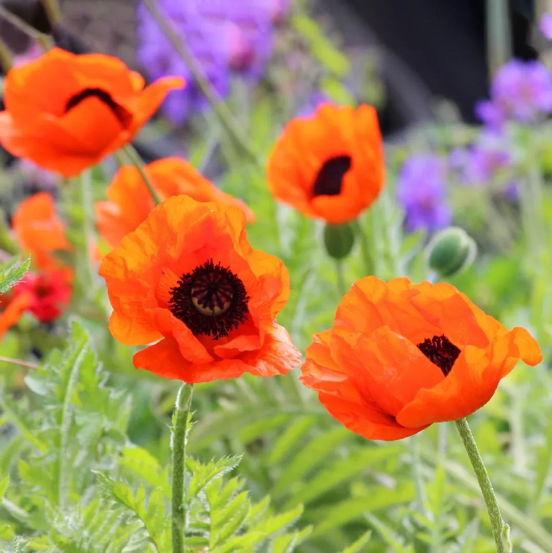 Amapola Oriental 2