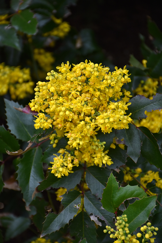 Mahonia 1