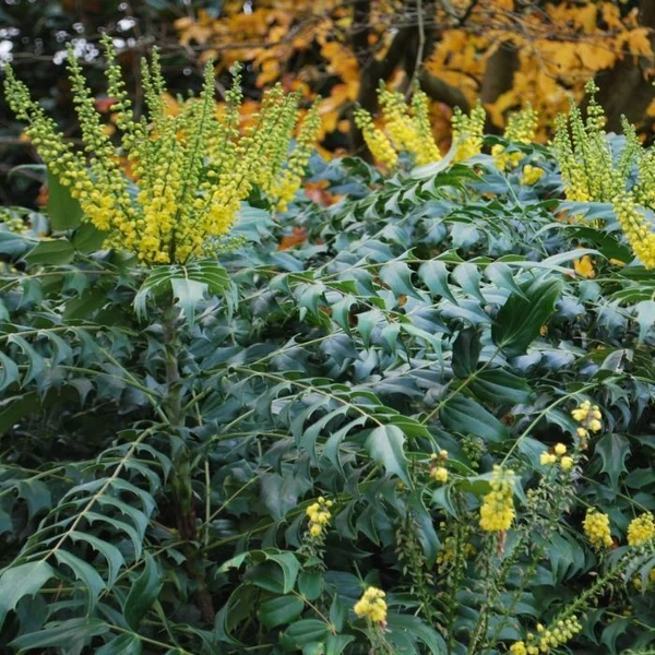 Mahonia 3