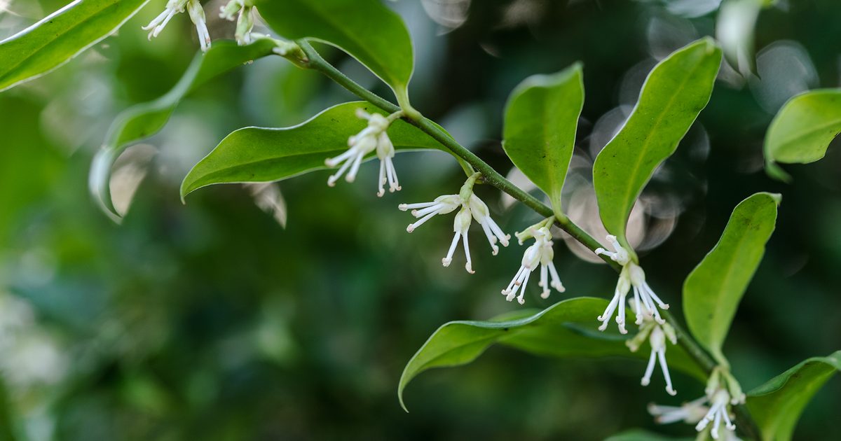 Sarcococca 1