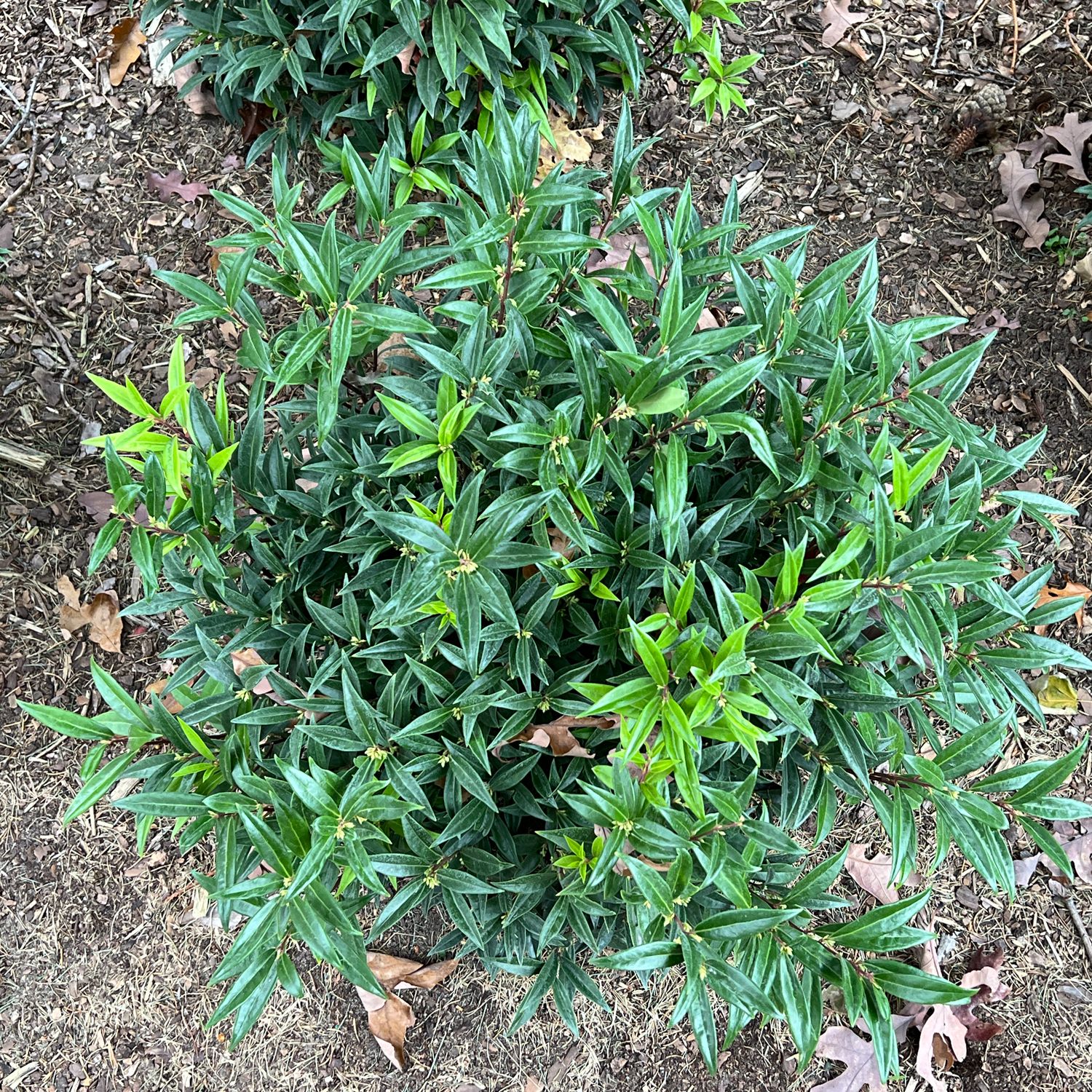 Sarcococca 2