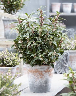Sarcococca 3