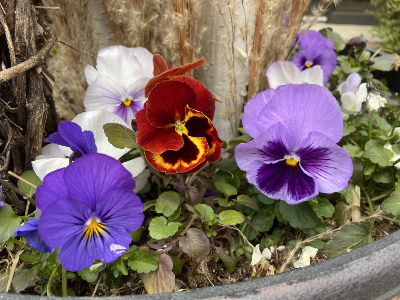 Violeta de Invierno 3